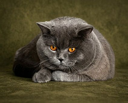 Cofri: Bir Kedi Değil, Kalbimde Yaşayan Bir Dost