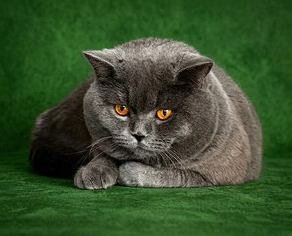 Cofri: Bir Kedi Değil, Kalbimde Yaşayan Bir Dost